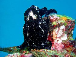 Black frogfish in Sabang.... not easy to get any definiti... by Alex Tattersall 